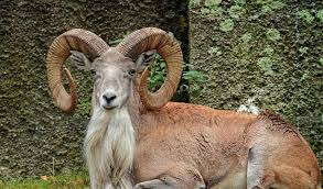 Base camp at Deosei Plateau Tour
